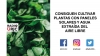 CONSIGUEN CULTIVAR PLANTAS CON PANELES SOLARES Y AGUA EXTRAÍDA DEL AIRE