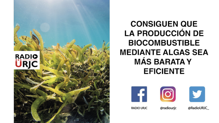 COMSIGUEN QUE LA PRODUCCIÓN DE BIOCOMBUSTIBLE MEDIANTE ALGAS MARINAS SEA MÁS BARATA Y EFICIENTE