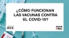 ¿CÓMO FUNCIONAN LAS VACUNAS CONTRA EL COVID-19?
